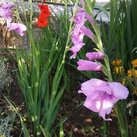 La Romantica De Llano Kro Valencia de Alcántara
