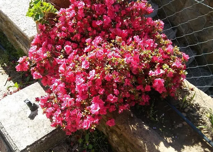 La Romantica De Llano