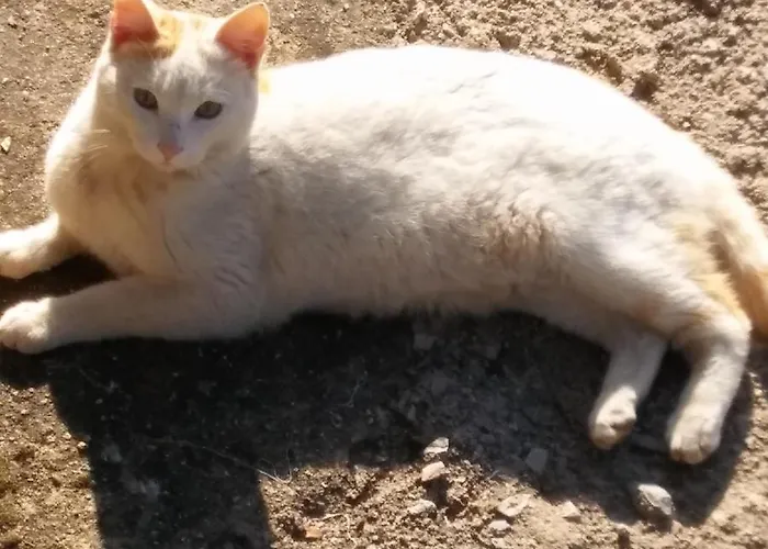 La Romantica De Llano אורחן *