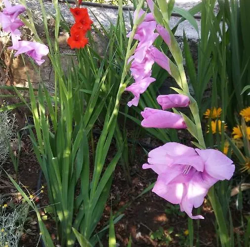 La Romantica De Llano אורחן Valencia de Alcántara